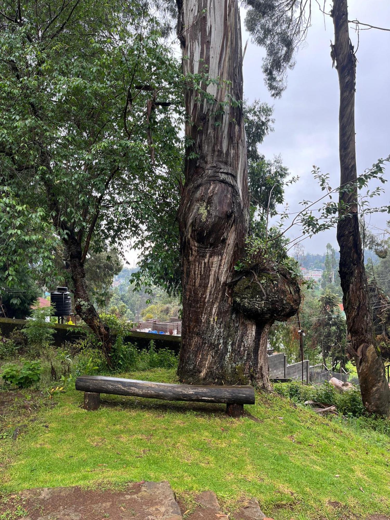 Springdale Villa Kodaikanal Kültér fotó